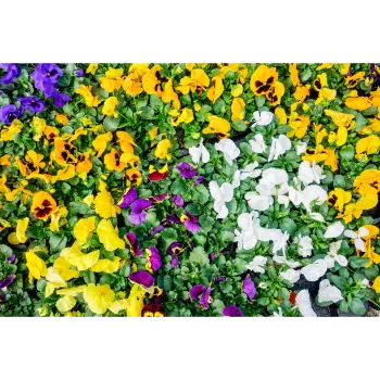 Pansy Plant